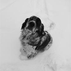 Engelsk setter Eddie