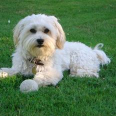 Bichon havanais Milo