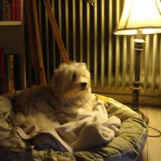 Bichon havanais Milo