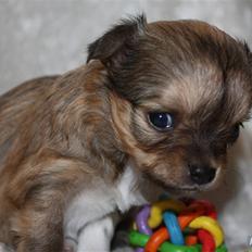 Chihuahua Felia / Ofelia :-)