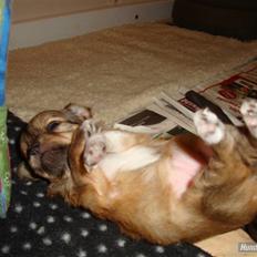 Chihuahua Felia / Ofelia :-)