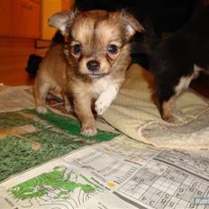 Chihuahua Felia / Ofelia :-)