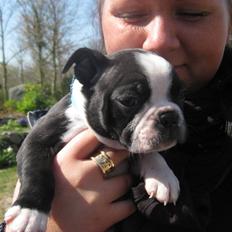 Boston terrier Ozzy