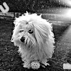 Coton de tulear Silke
