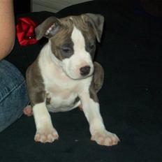 Amerikansk staffordshire terrier Zareska