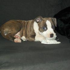 Amerikansk staffordshire terrier Zareska