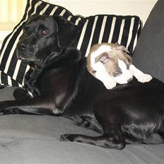 Amerikansk staffordshire terrier Zareska