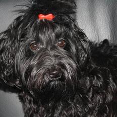 Bichon havanais Trille<3 Min!