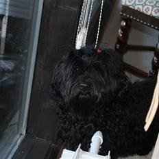 Bichon havanais Trille<3 Min!