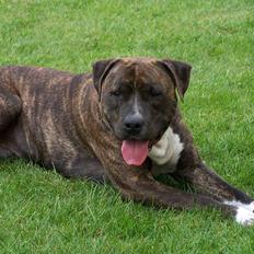 Amerikansk staffordshire terrier Lloyd *Himmelhund*