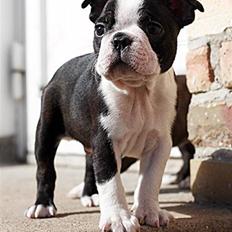 Boston terrier Holger