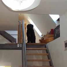 Portugisisk vandhund Branca**V.B.H**