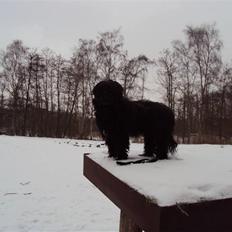 Portugisisk vandhund Branca**V.B.H**