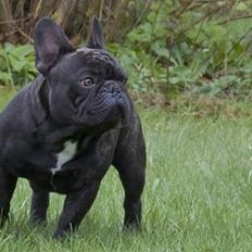 Fransk bulldog Lexus