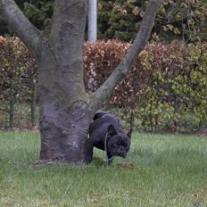 Fransk bulldog Lexus