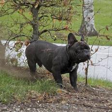 Fransk bulldog Lexus