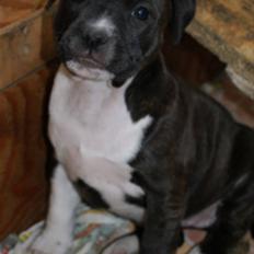 Staffordshire bull terrier Staff Royals Gossip Girl