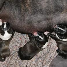 Staffordshire bull terrier Staff Royals Gossip Girl