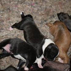 Staffordshire bull terrier Staff Royals Gossip Girl