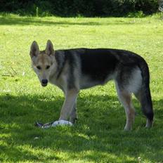 Blanding af racer Schæfer/Malamut -  Shiva - ***RIP***