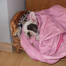 Fransk bulldog Kalle 