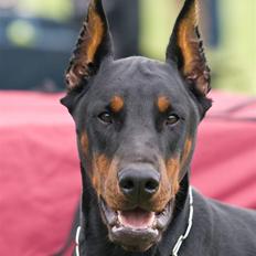 Dobermann Bomb. Cody di Altobello R I P 19.7.2014