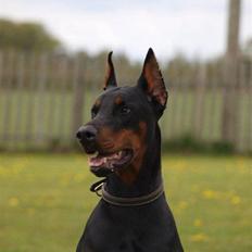 Dobermann Bomb. Cody di Altobello R I P 19.7.2014