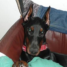 Dobermann Bomb. Cody di Altobello R I P 19.7.2014