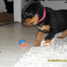 Rottweiler Von Hause Nomis Keeba