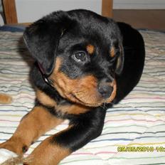 Rottweiler Von Hause Nomis Keeba