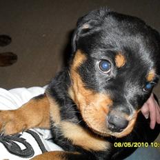 Rottweiler Von Hause Nomis Keeba