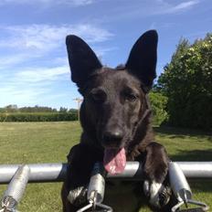 Blanding af racer Tinka