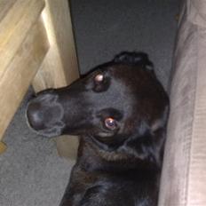 Blanding af racer Tinka