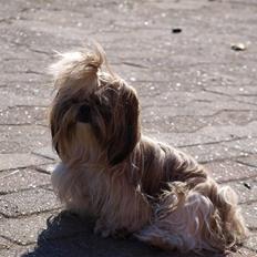 Shih tzu Jacobsson's Aijen (Acaia)