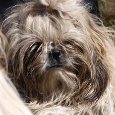 Shih tzu Jacobsson's Aijen (Acaia)