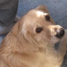 Golden retriever Lonnie R.I.P Himmelhund <3 <3 12.12.12