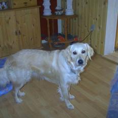 Golden retriever Lonnie R.I.P Himmelhund <3 <3 12.12.12