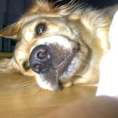 Golden retriever Lonnie R.I.P Himmelhund <3 <3 12.12.12