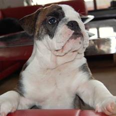 Engelsk bulldog Herman