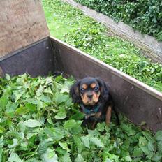 Cavalier king charles spaniel Cody