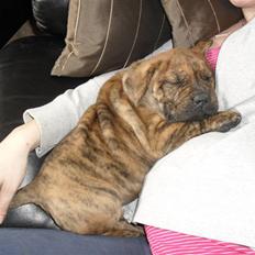 Dogo canario Blobber