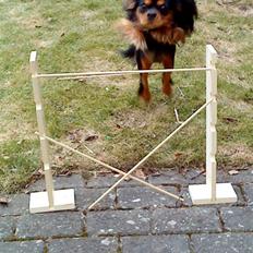 Cavalier king charles spaniel Cody