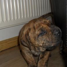 Dogo canario Blobber