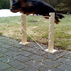 Cavalier king charles spaniel Cody