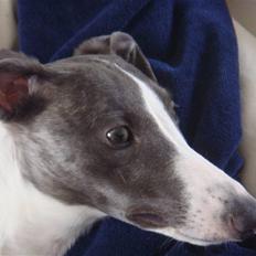 Whippet Thea