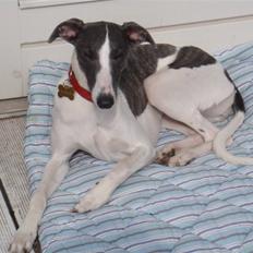 Whippet Thea