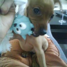 Dvaergpinscher Chili