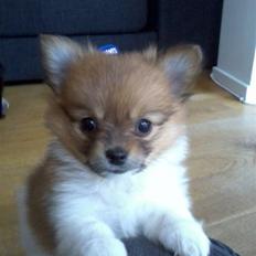 Blanding af racer Kalle