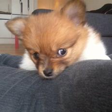 Blanding af racer Kalle