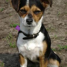 Chihuahua /Jack russell Frida R.I.P
